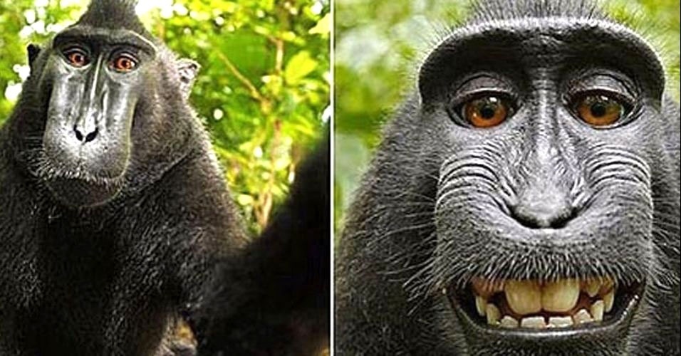 julho---um-macaco-de-celebes-furtou-uma-camera-fotografica-e-antes-de-devolve-la-ao-dono-tirou-fotos-dele-mesmo-eles-fizeram-varias-caretas-mostrando-os-dentes-porque-era-provavelmente-a-primeira-1325698064548_956x500.jpg