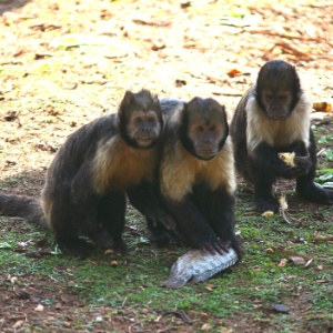 Macacos-pregos são bagunceiros, curiosos, adoram se exibir para o público e podem viver até 40 anos