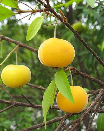 Frutas exóticas - BOL Fotos Frutas exóticas - BOL Fotos