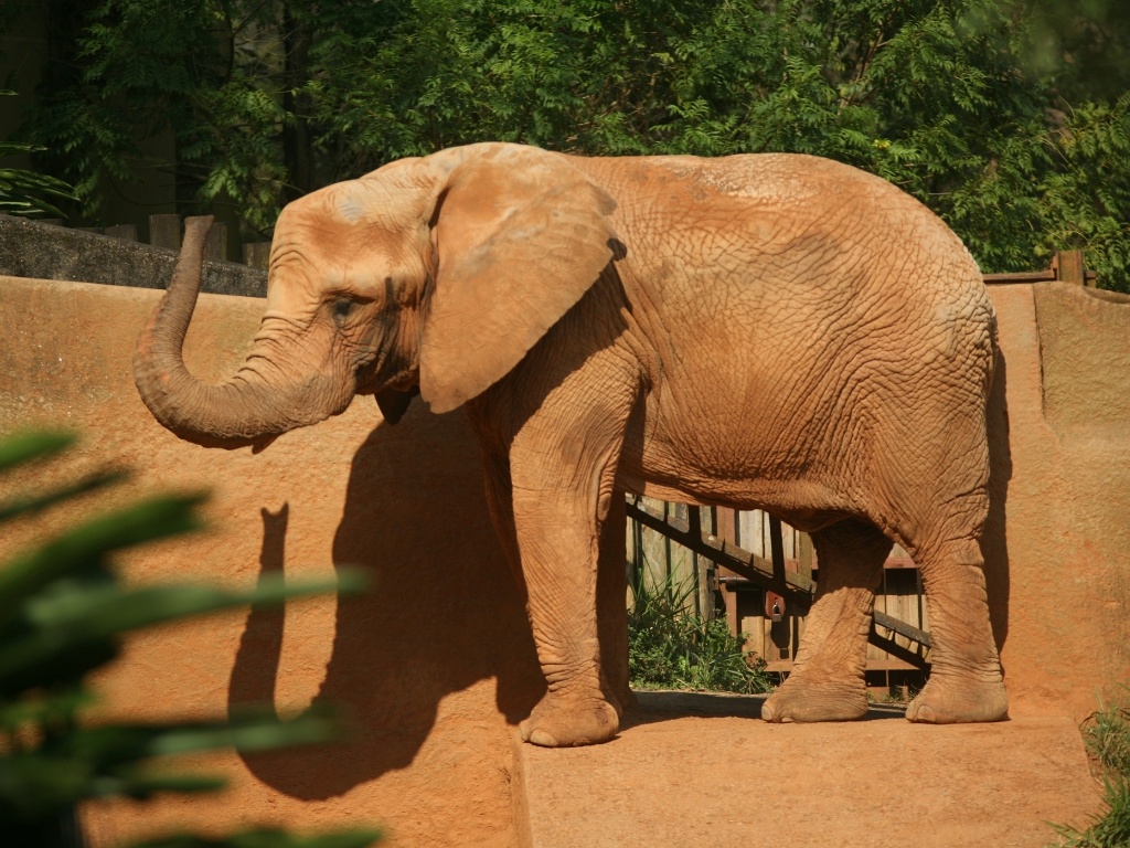 Conheça os animais do zoológico de São Paulo - Notícias - BOL