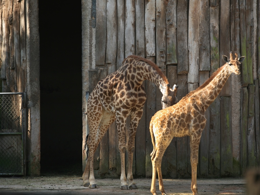 Conheça os animais do zoológico de São Paulo - Notícias - BOL