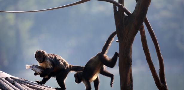 Macaco em zoológico liga para número de emergência e mobiliza