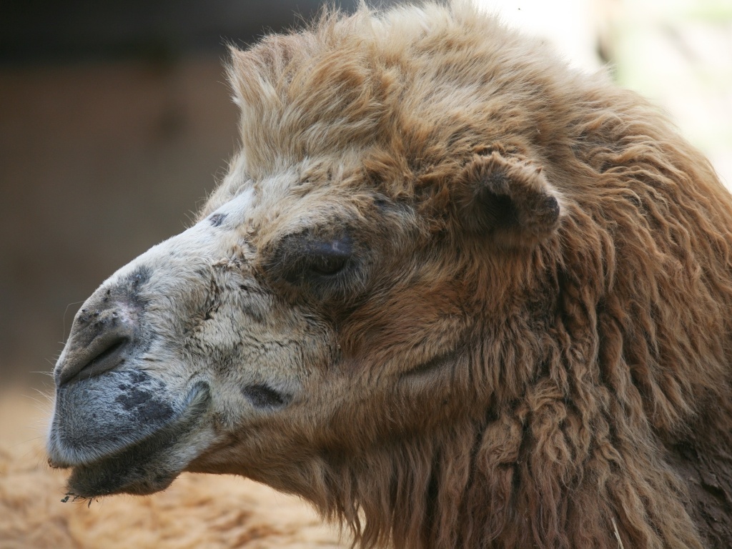 Conheça os animais do zoológico de São Paulo - Notícias - BOL