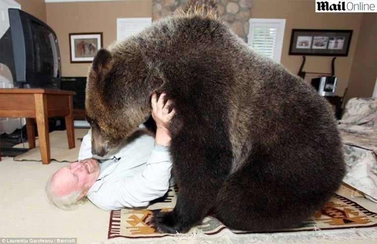 O casal canadense Mark e Daw Dumas resolveu deixar a tradição de lado e inovaram ao adotar como 'mascote da família' um urso gigante, que recebeu o nome de Billy. O urso pardo de estimação pesa 115 kg e tem 2 metros de altura. O animal leva uma vida de 'pet', brincando livremente pela casa dos donos.