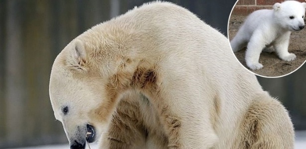 Knut se tornou o queridinho dos ursos polares do mundo, conquistando fãs em todo o mundo: ele foi abandonado pela mãe e adotado  - EFE