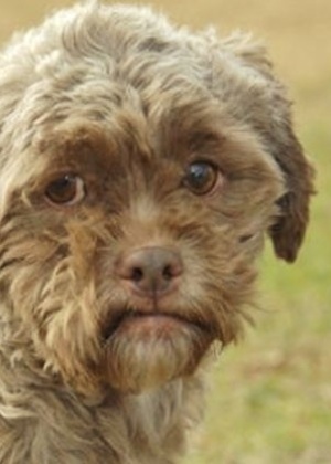 Reprodução/PetFinder