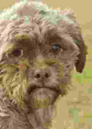 Reprodução/PetFinder